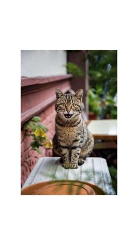 Cute Cats
